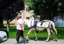 Proprietarul unei cabaline și-a plimbat tacticos calul pe străzile din Târgu-Jiu până la mall!