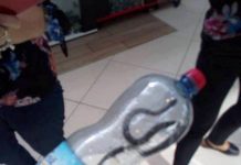 Șarpe prins în mall-ul din Târgu-Jiu