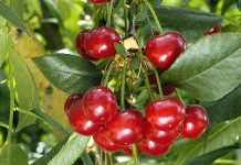 Cireşul (Cerasus vulgaris) – beneficii şi proprietăţi