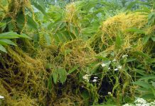 Cuscuta – o buruiană problemă de sute de ani (I)