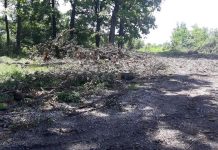Pădurea seculară de la Drăgoieni, măcelărită de un membru al Asociației Oamenilor de Afaceri Gorjeni, cu avizul autorităților
