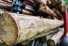 Nereguli privind comerțul cu lemn la o firmă din Bengești-Ciocadia