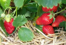 Plantația de fructe de pădure de la Țicleni se extinde!