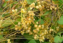 Cuscuta – o buruiană problemă de sute de ani (II)