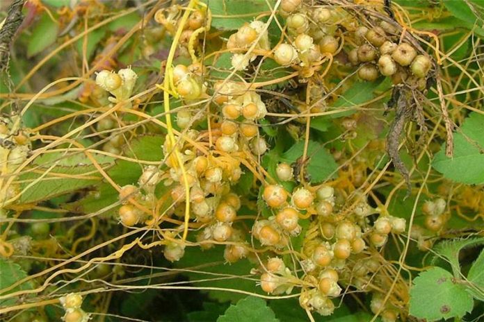 cuscuta_campestris23