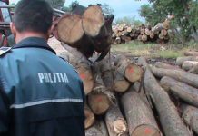 Aproape 30 de metri cubi de lemn, confiscați de polițiști