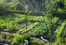 Va fi vară secetoasă, Cum să ne protejăm culturile de legume