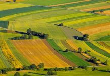 APIA a demarat autorizarea la plată a schemelor de sprijin cuplat în sectorul vegetal