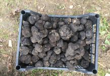 O sută de mii de euro pentru trufele din Gorj