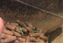 Muniţie antiaeriană, găsită pe malul Gilortului