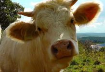 Apel trăsnit la 112! Un bărbat din Gorj a sunat să anunțe că are două vaci la care vine un bou