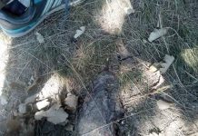 Pădurarii Ocolului Silvic Târgu-Cărbunești, acuzați că pun capcane pentru localnicii din Licurici! – Cuie și cruci din fier striat, bătute în poteci