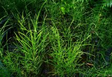 Coada-calului (Equisetum arvense) – beneficii şi proprietăţi