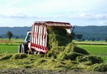 Agricultura pe înțelesul tuturor – În curând trebuie înființate noile culturi furajere perene (II)
