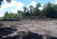 Peste 1.300 de semnături la petiția lansată pentru oprirea defrișărilor din pădurea Drăgoieni