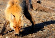 Vulpile din județ, vaccinate antirabic cu peste 1.600 de momeli la vizuinăVulpile din județ, vaccinate antirabic cu peste 1.600 de momeli la vizuină