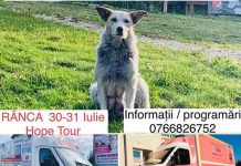 Campanie de sterilizări a patrupedelor, la Rânca