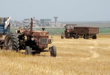 Agricultura pe înțelesul tuturor – În curând trebuie înființate noile culturi furajere perene (I)
