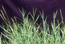 Pir (Agropyrum repens) – beneficii şi proprietăţi