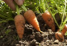 Agricultura pe înțelesul tuturor – Bolile și dăunătorii morcovului