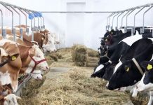 15.000 de euro pentru fermele mici