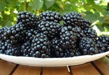 Festivalul murelor, la Roșia de Amaradia