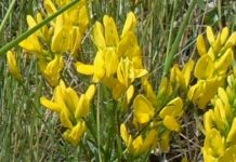 Drobița(Genista tinctoria) – beneficii și proprietăți