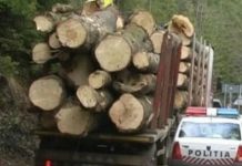 Transport ilegal de lemn, oprit la Tismana