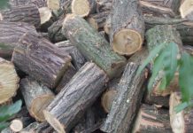 Tânăr reținut pentru tăiere ilegală și furt de arbori