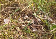 Oase umane, găsite pe un teren de lângă Cimitirul Budieni! Preotul paroh, obligat să investigheze