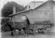 LEGENDELE GORJULUI – Capitolul I – Orașul Bumbești-Jiu (Partea a II-a) – (II)