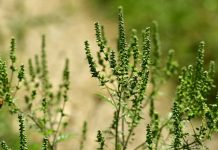 Primăria Târgu-Jiu, un nou apel: Distrugeți ambrozia!