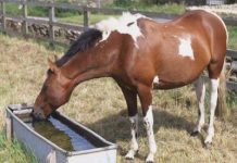 Măsuri anti-caniculă, instituite de proprietarii de animale din județ