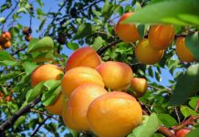 Bani pentru procesarea fructelor