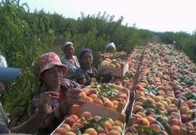 Olanda recrutează culegători de fructe