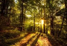 Aviz gorjenilor: noi scheme de ajutor de stat iau startul!