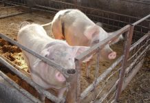 Porcii mistreți din Mehedinți, vânați din cauza pestei porcine din Gorj