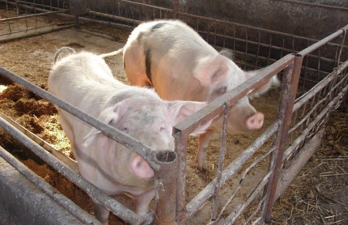 2019_08_22_6_masuri-de-prevenire-a_98151