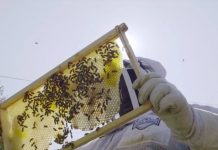 Sprijin pentru apicultori. Termen pentru depunerea cererilor
