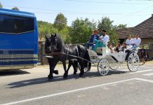 Ciobanii de la Baia de Fier s-au domnit! Au trecut de la căruța trasă cu cai, la trăsura cu cei mai eleganți bidivii