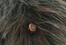 MApN, despre poligonul din Târgu-Cărbunești, după ce un tânăr a fost lovit în cap de glonț: Primăria înștiințează cetățenii când au loc trageri