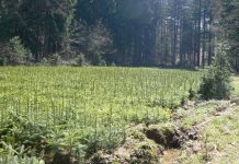 Sprijin financiar pentru prima împădurire şi crearea de suprafeţe împădurite