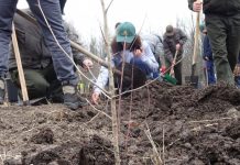 Gorj: Au fost regenerate 200 de hectare de pădure