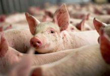 Se înmulțesc focarele de pestă porcină. Zece localități, afectate