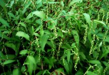 Piperul bălţii (polygonum hydropiper) – beneficii şi proprietăţi