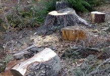 Bărbat din Drăguțești, cercetat pentru furt de arbori