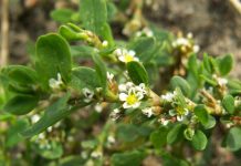 Troscotul (Polygonum aviculare) – beneficii şi proprietăţi