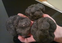 Bărbat amendat, după ce a cules ilegal 180 de grame de trufe