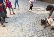 IMAGINI ŞOCANTE: Câini otrăviţi, pe străzile din Sadu!