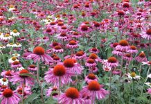 Echinacea (Echinacea purpurea) – beneficii şi proprietăţi